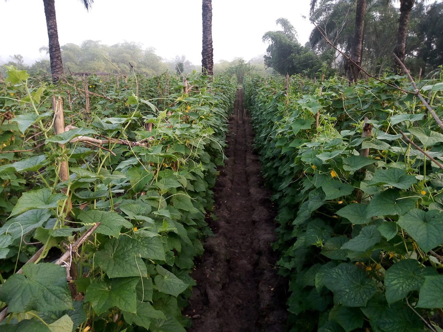 RAFIA FARMS