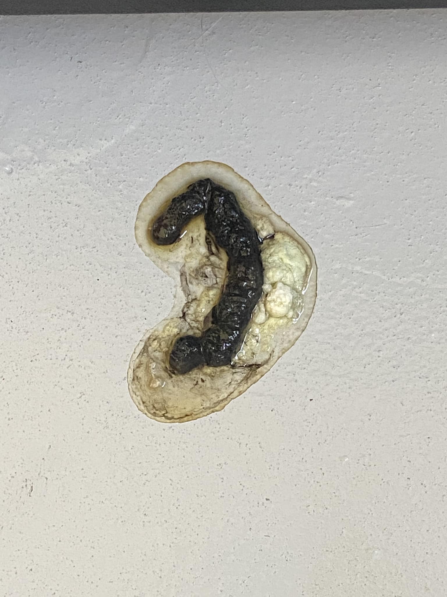 Garden Snake Poop Five New Snake Species Discovered In South America: