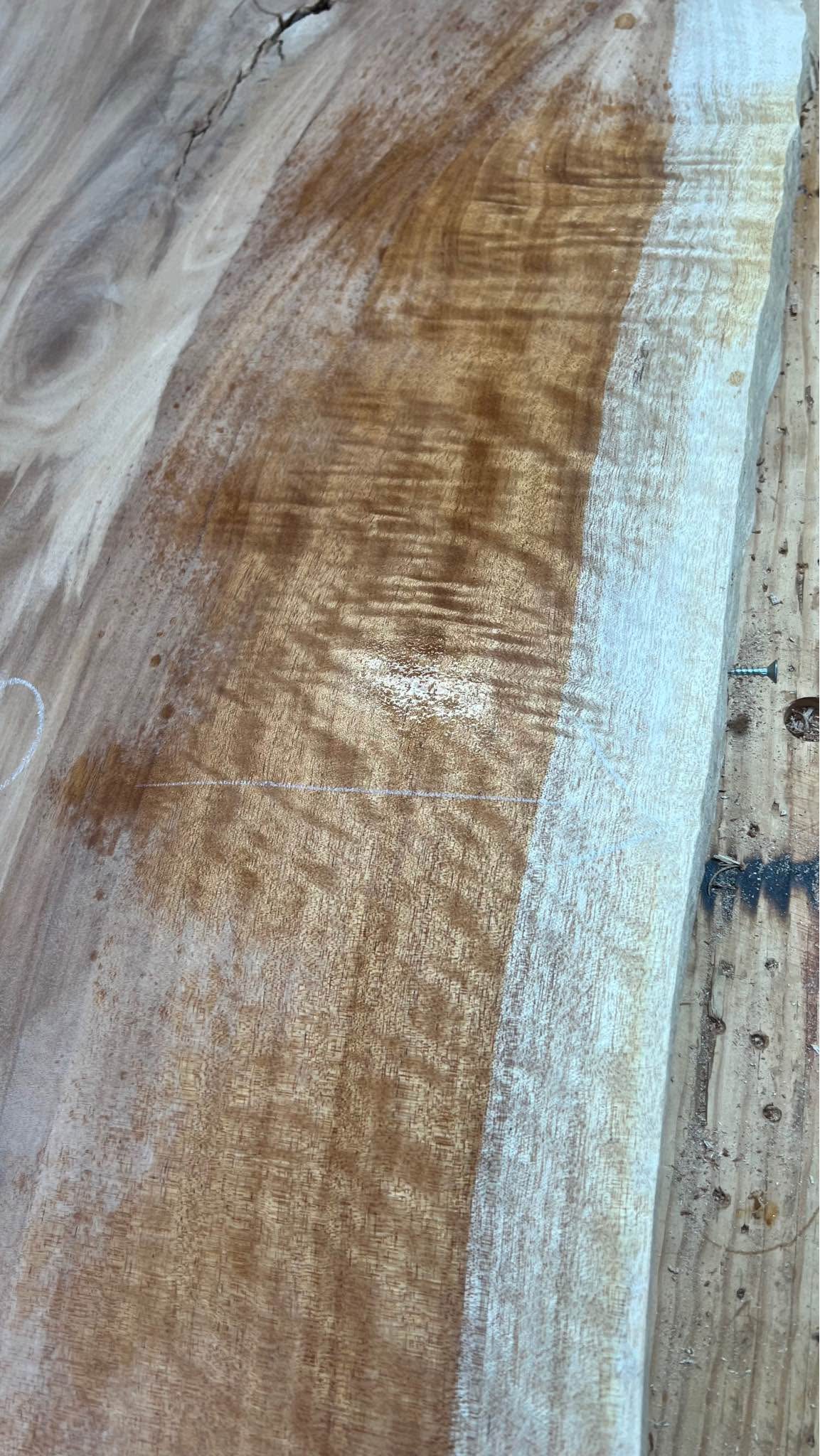 QLD Maple timber Slab - Miscellaneous - Townsville, Queensland ...