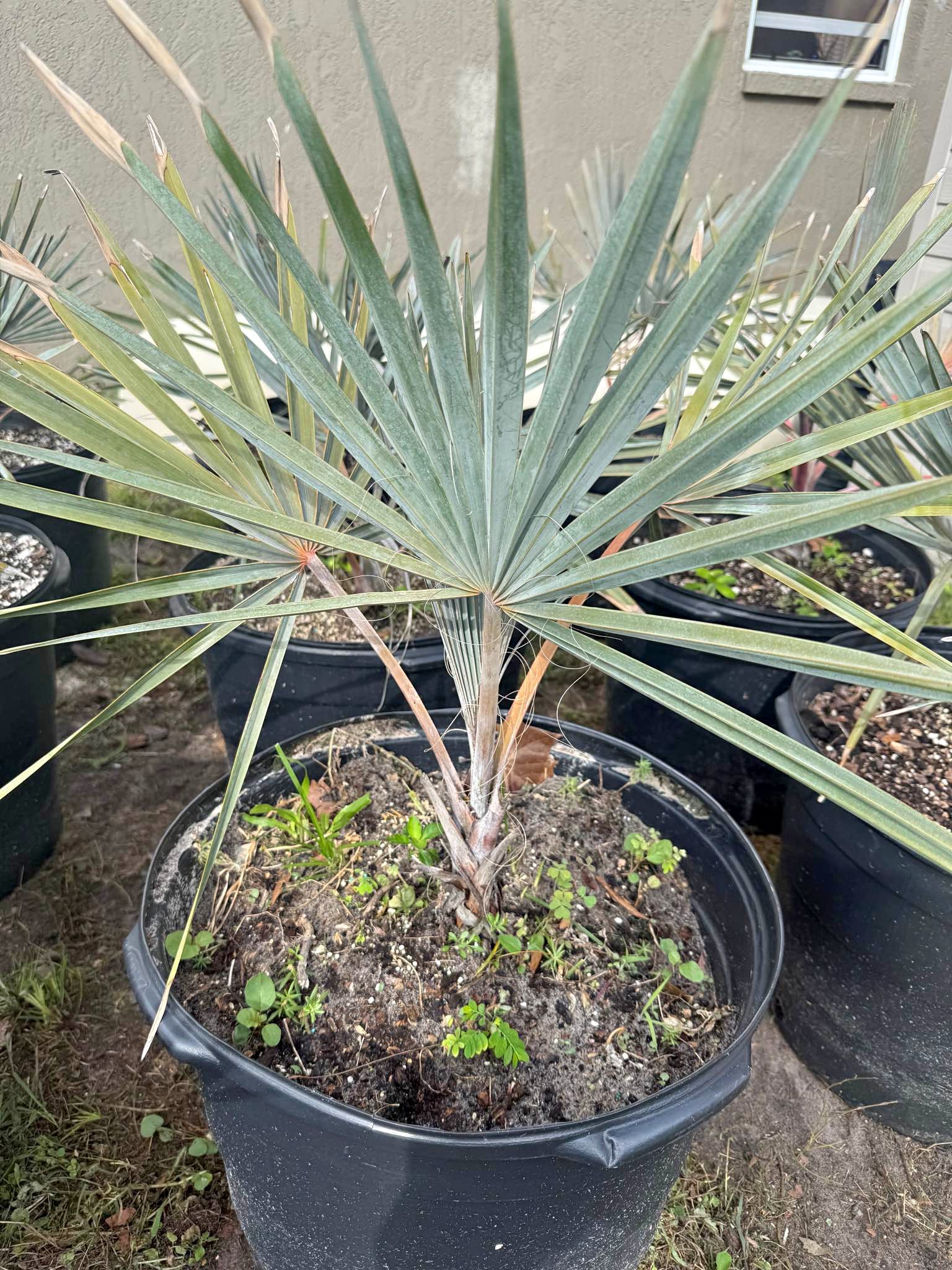 Palm Trees for sale in Port Richey, Florida | Facebook Marketplace