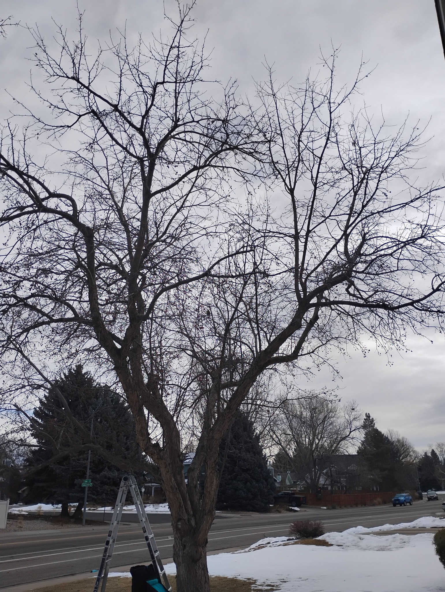 Everything trees | Fort Collins CO