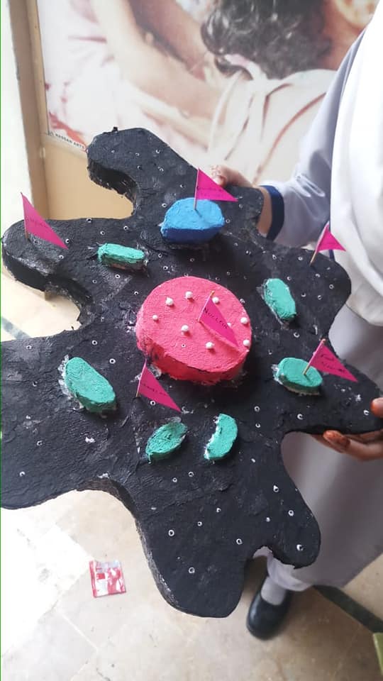 Biology model of "Amoeba" and Bacteriophage presentation... - The ...