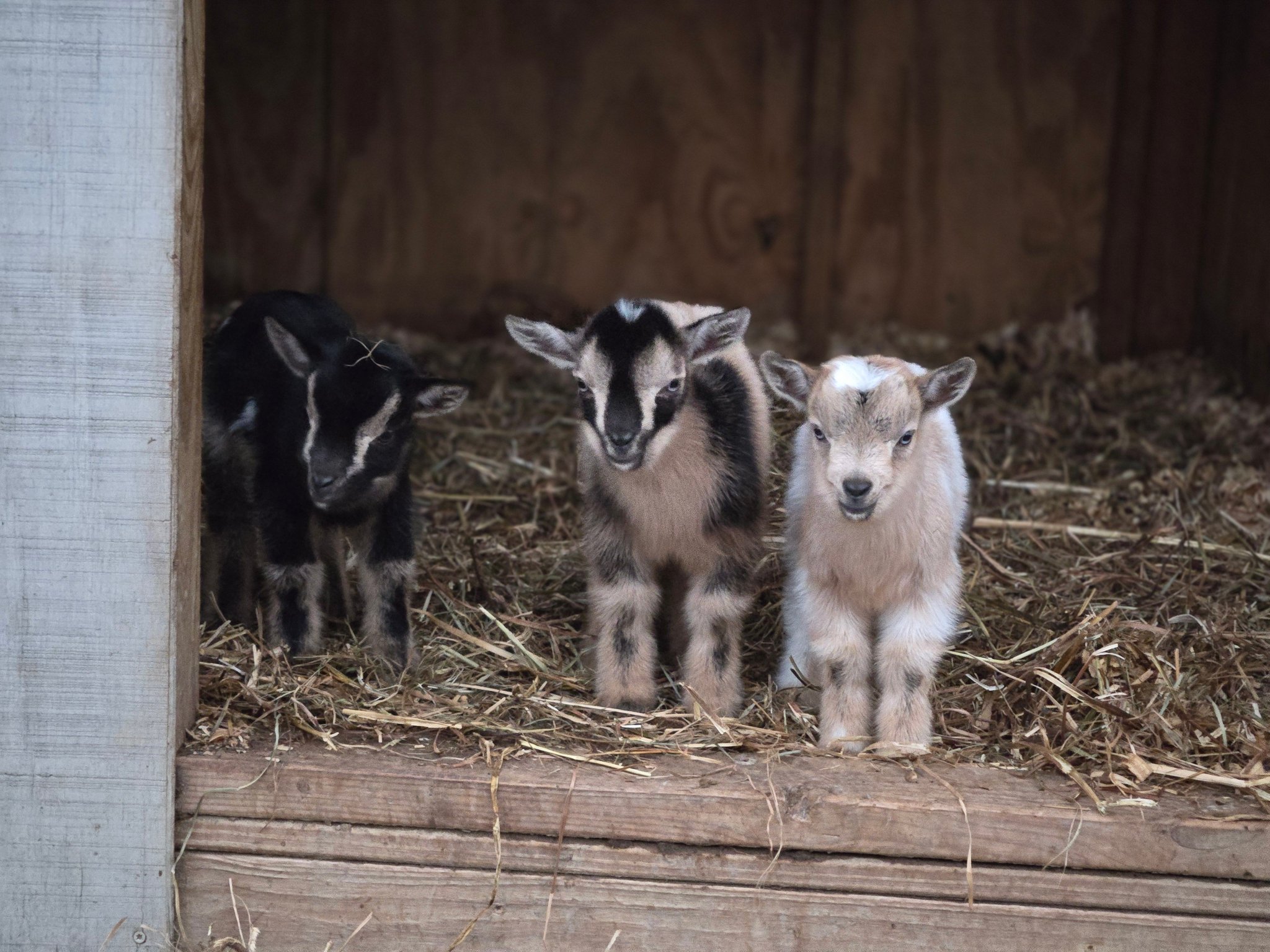 Wild Roots Farm