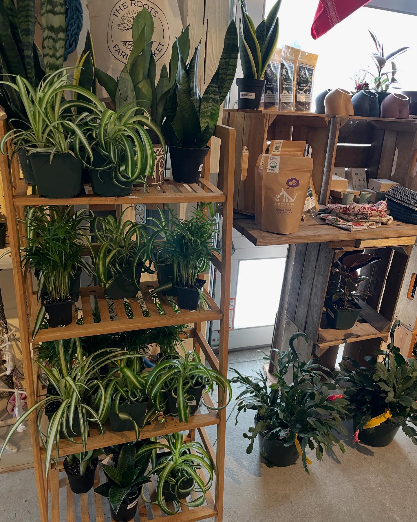 The Roots - Happy Saturday it’s indoor plant 🪴 season!! Visit our cute ...