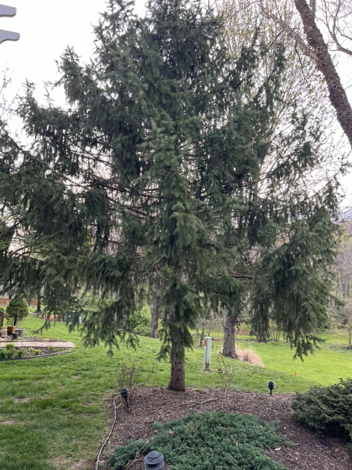 A little trim makes all the... - Murphy's Tree Service