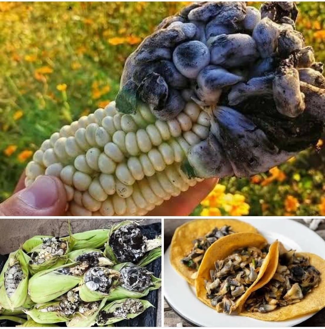 Leaf - If you see corn like this, don't be afraid, its known as the ...