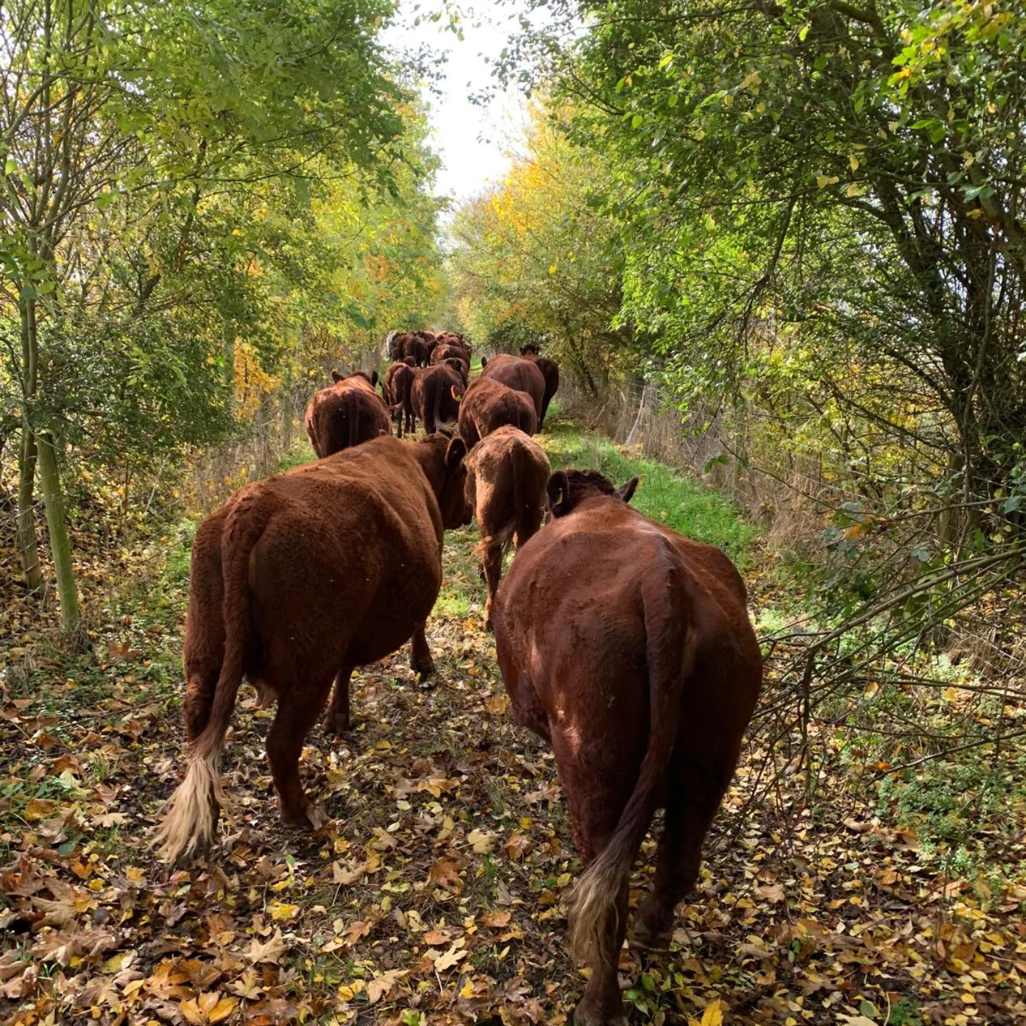 Whaddon Grove Farm | Trowbridge