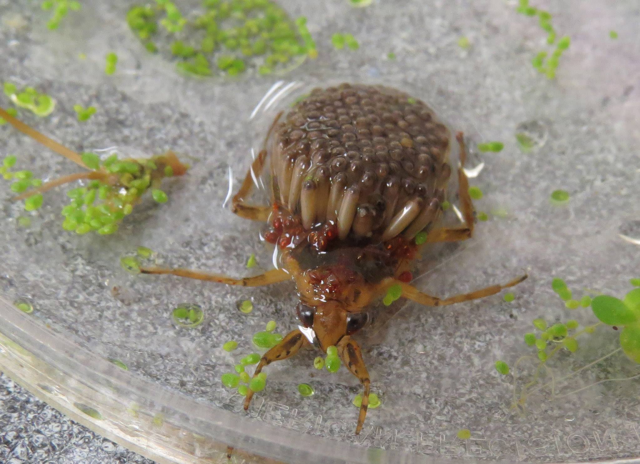 Giant Water Bug Hatching Abedu Giant Water Bug Caring Eggs...