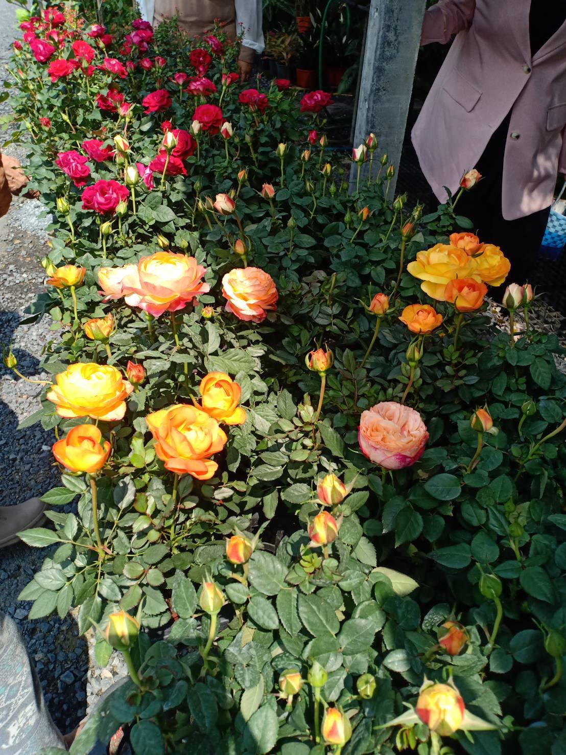 Easy Rose Easy Garden | ตลาดต้นไม้ตลาดไท ย้ายที่ใหม่มีร้านกุหลาบหลาย ...