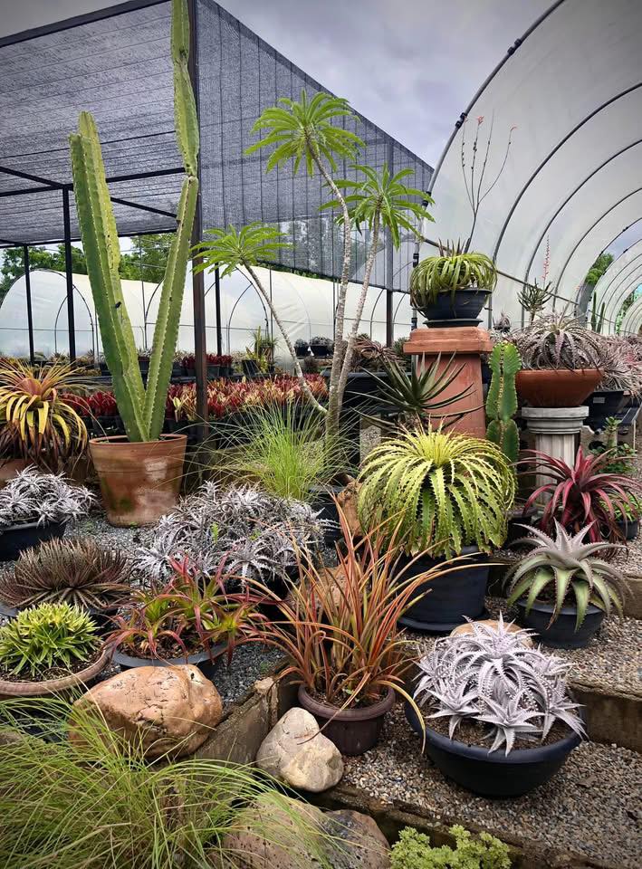 Otto Bromeliad (@otto.bromeliad) • Facebook