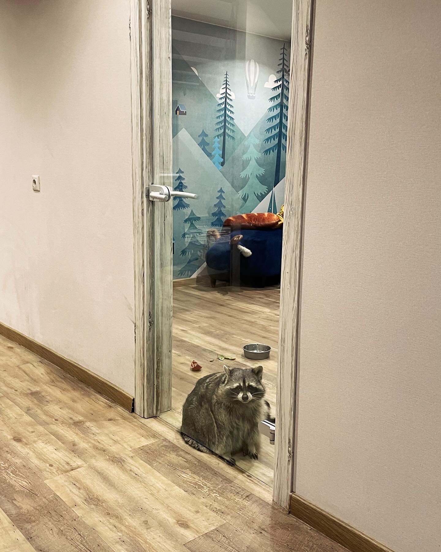 Raccoon Tema