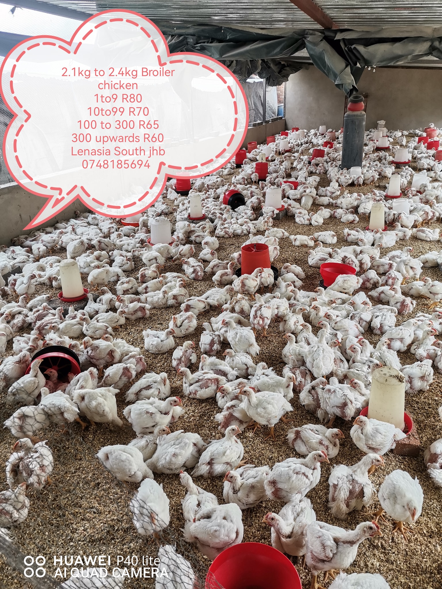 Matongoni poultry farm