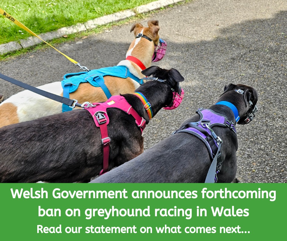 Stop Greyhound Racing in the UK