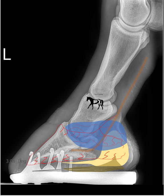 Balancing Point- Osteopathic Equine Body Work & Training | Facebook