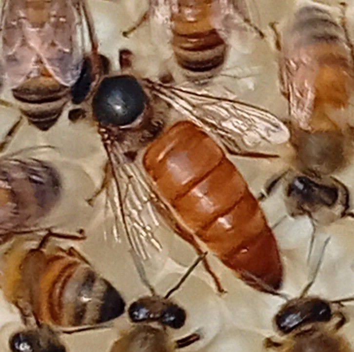 This is the condition of the new queen bee mating box #beekeeping # ...