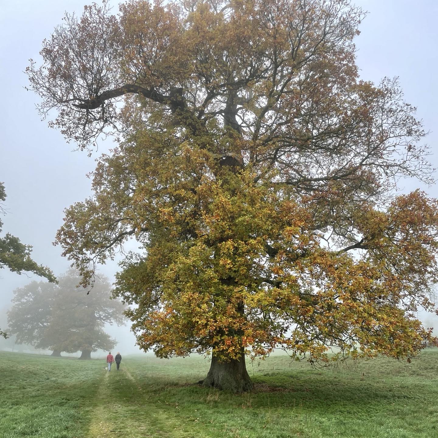 Clare - “Season of mists and mellow fruitfulness, Close bosom-friend of ...