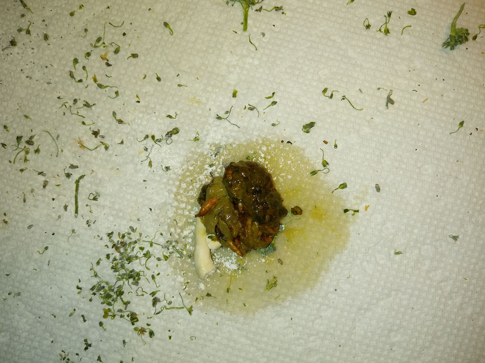 Gross Pictures Poop Funny Prank Fake Poop Turd Crap Poo Gross Joke