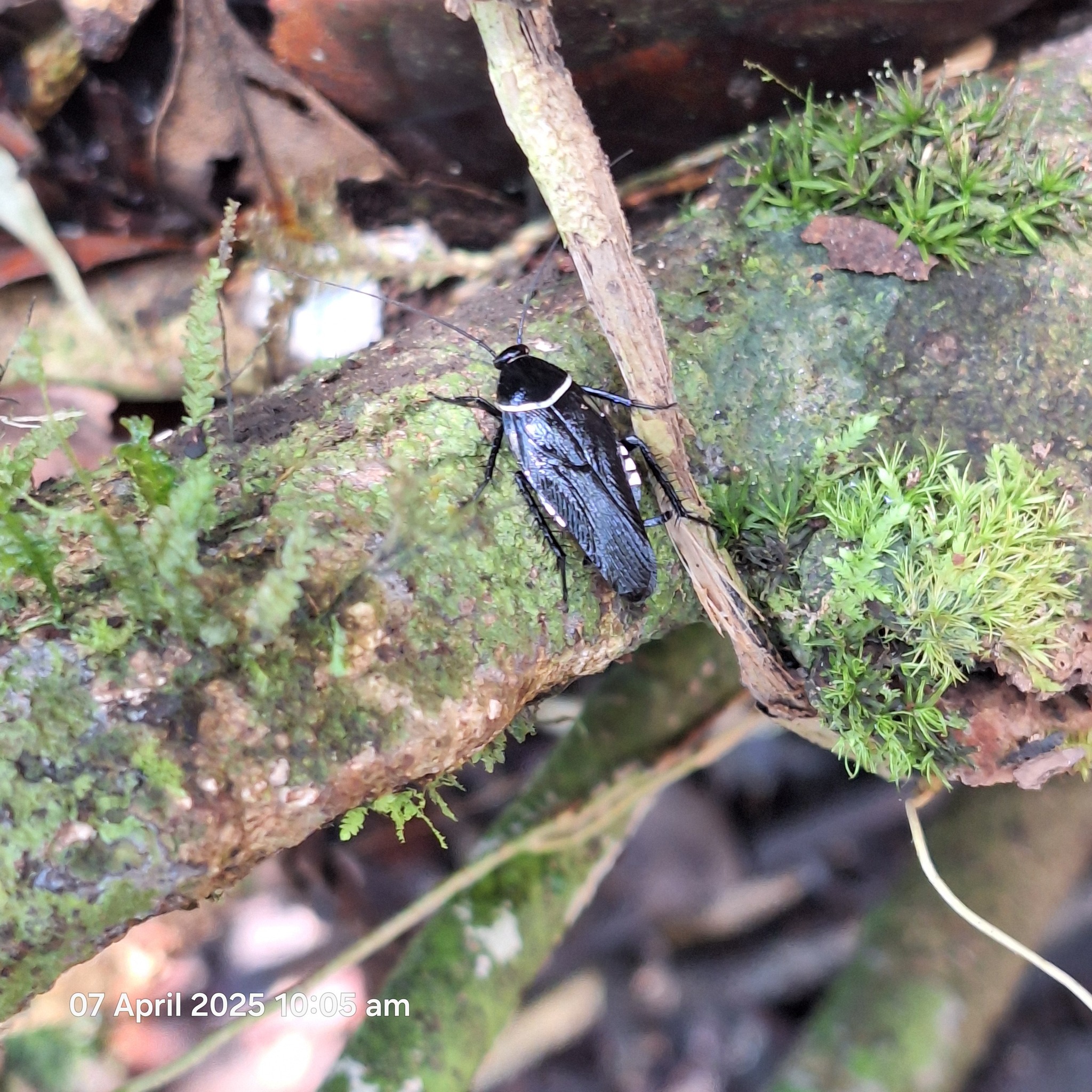 Insect Identification of the Philippines | Hemithyrsocera sp | Facebook