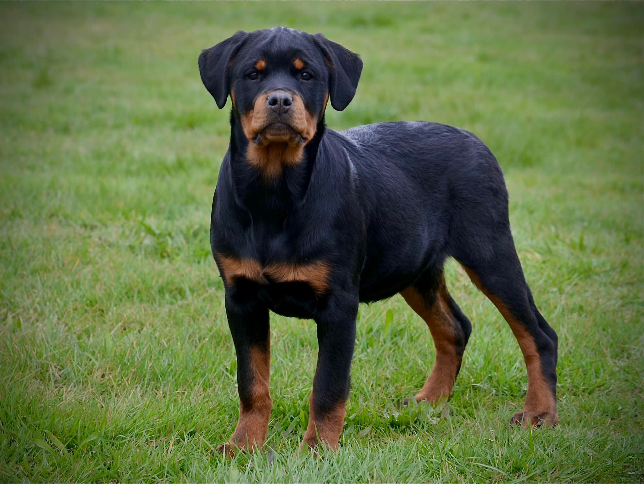 Pacheco Rottweilers | Shelton WA