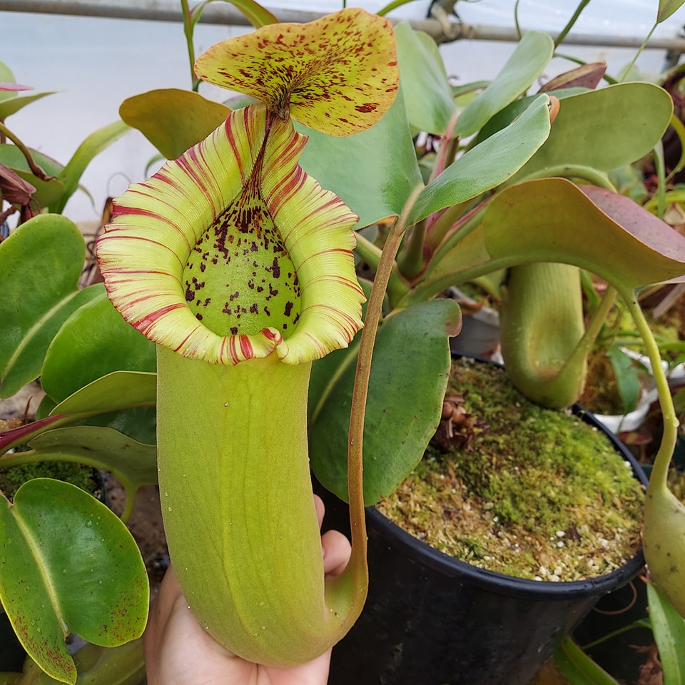 rkyページ　 枝名残り003　+　Nebari シリーズ N. truncata x (eymae x veitchii) (a) RE-0118 is getting with every