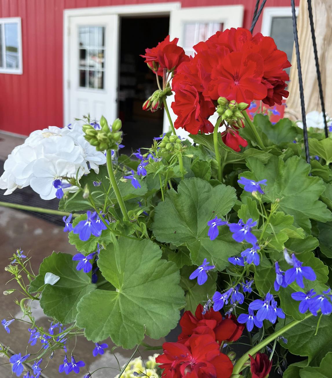 🇺🇸🌺 At Duvall Farms 6555 State Route 5&20 Bloomfield NOW