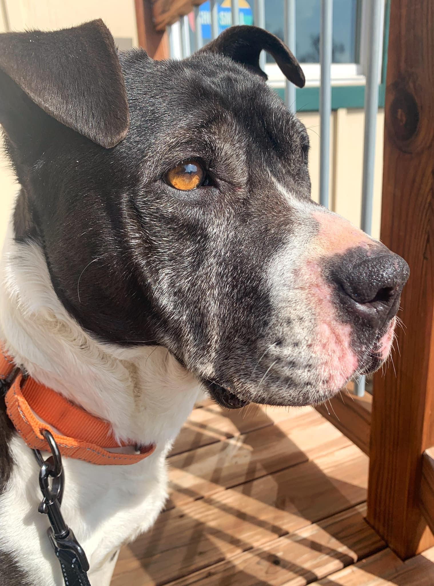 Our Amazing Grace has started her... - Hope Pet Rescue Center