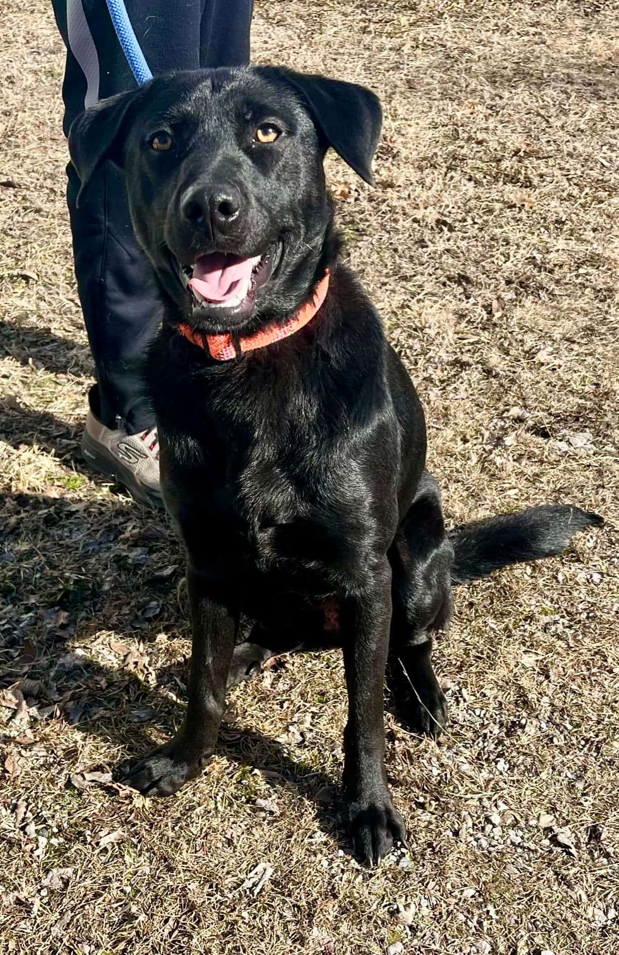 Foster or adopter needed. Beau... - Chicagoland Lab Rescue