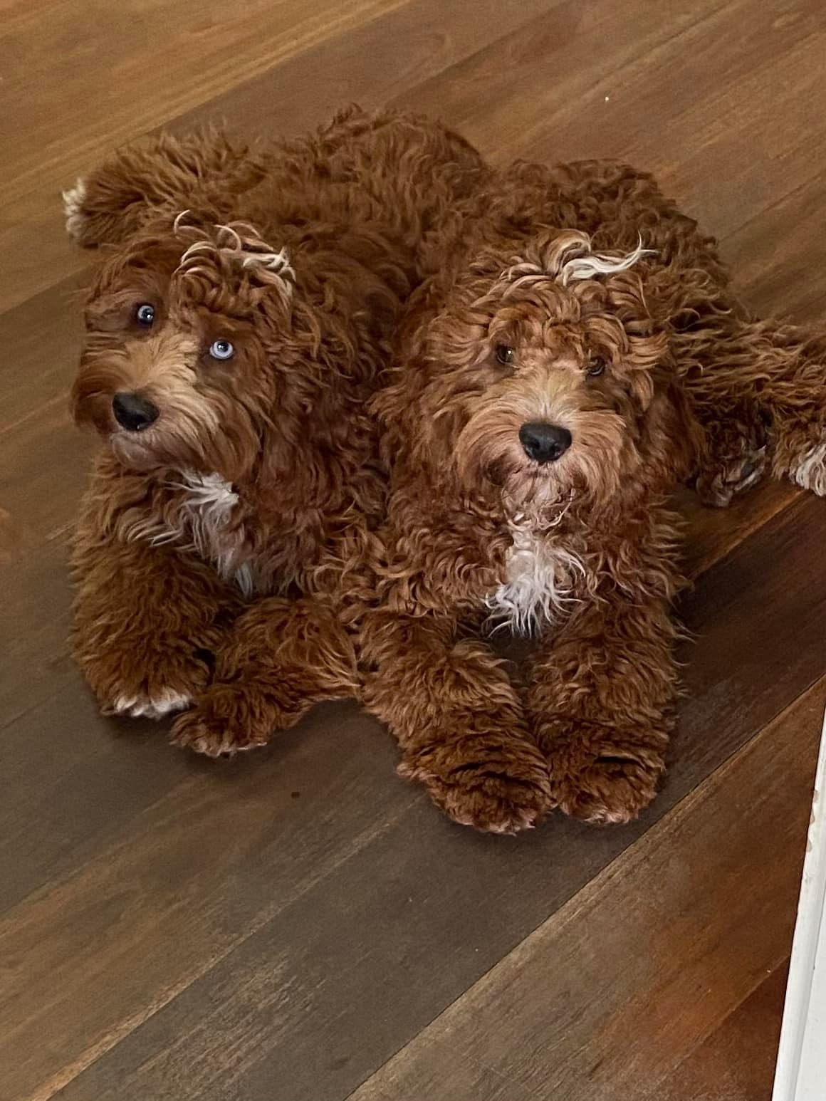 Say Hello to Penny and Jakk! 7 mo old... - Canine Cornerstone | Facebook