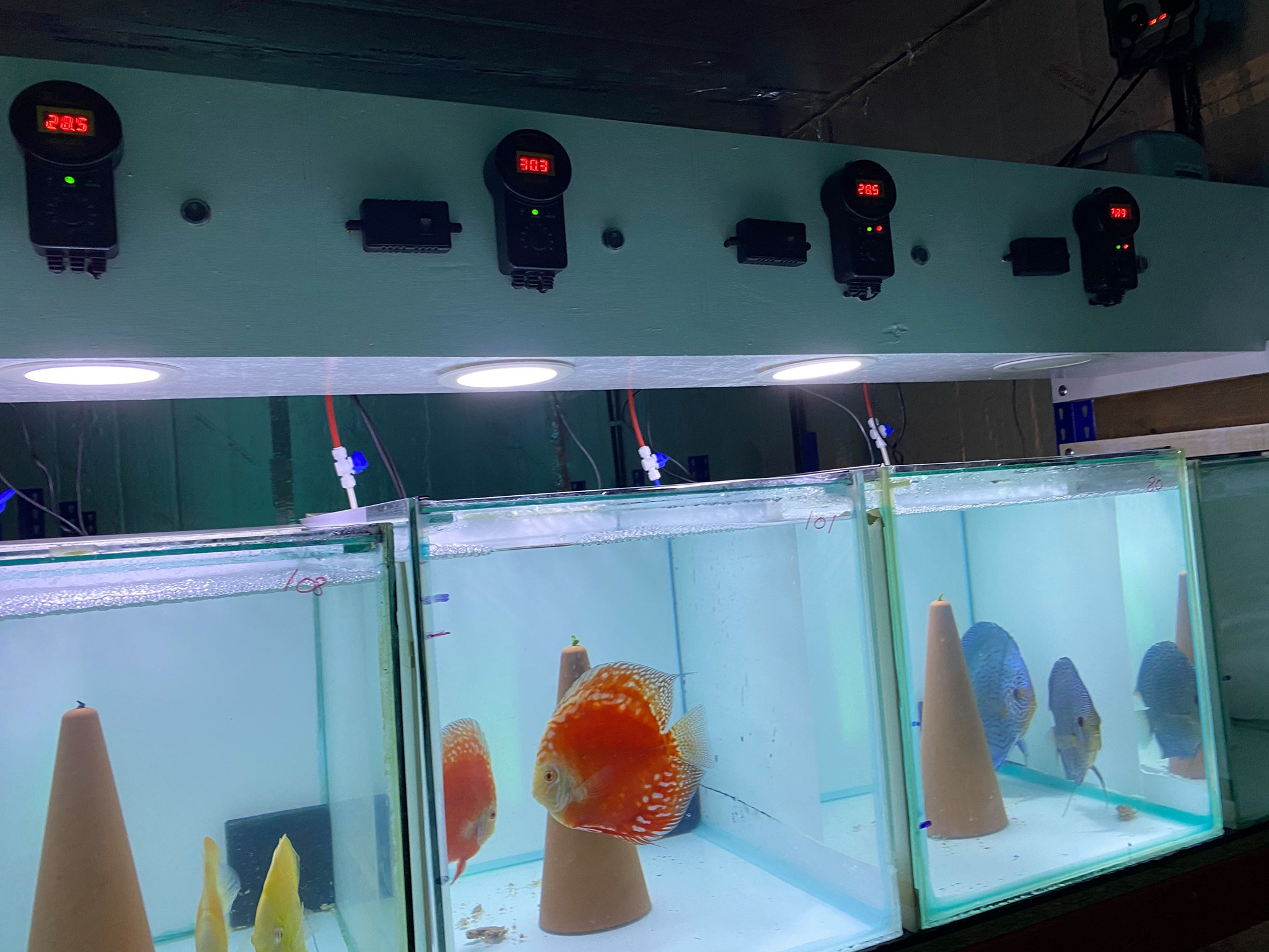 Discus Fish Breeding Tank Setup