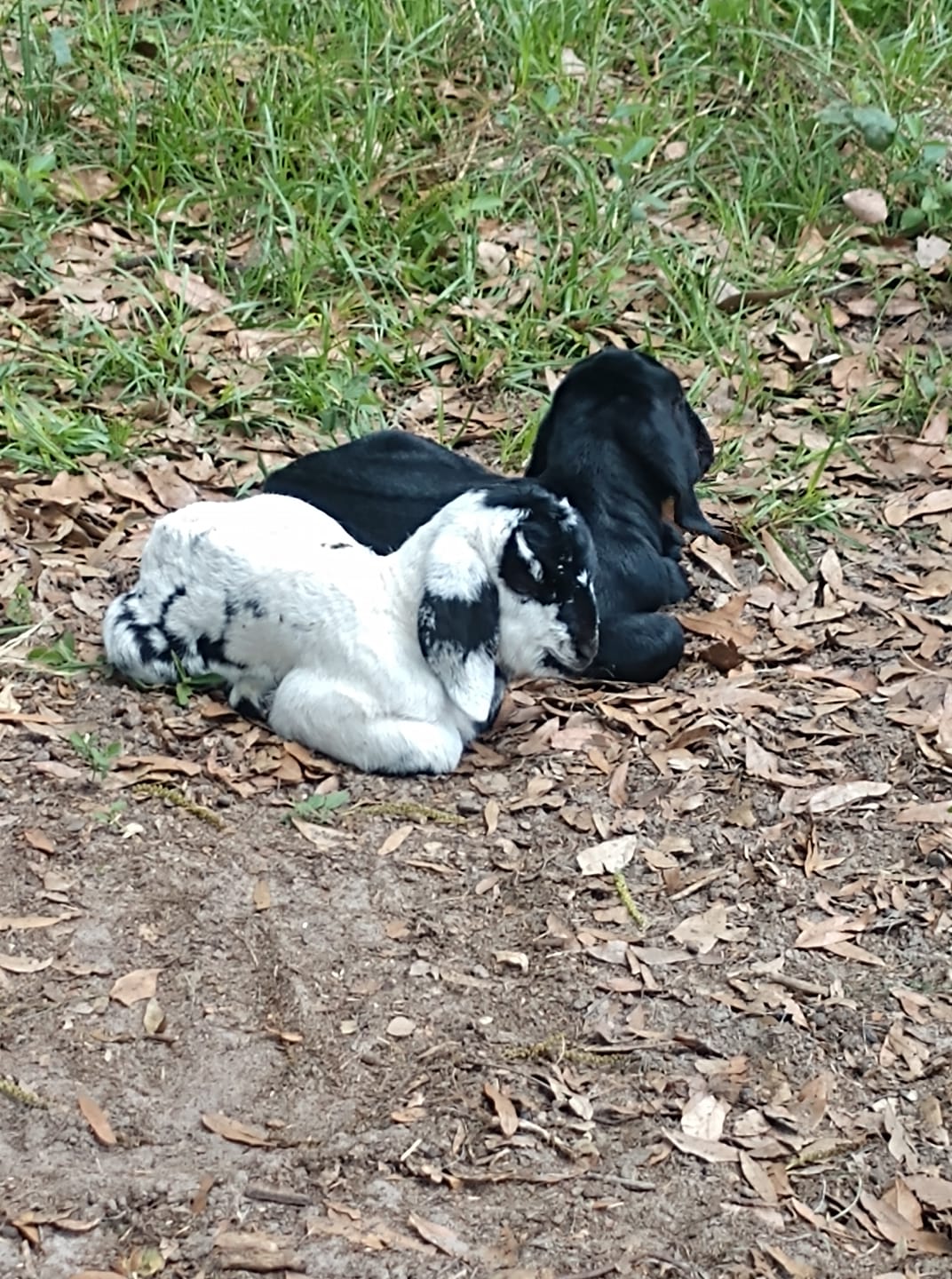 Sandy Ridge Farm | Waynesville GA