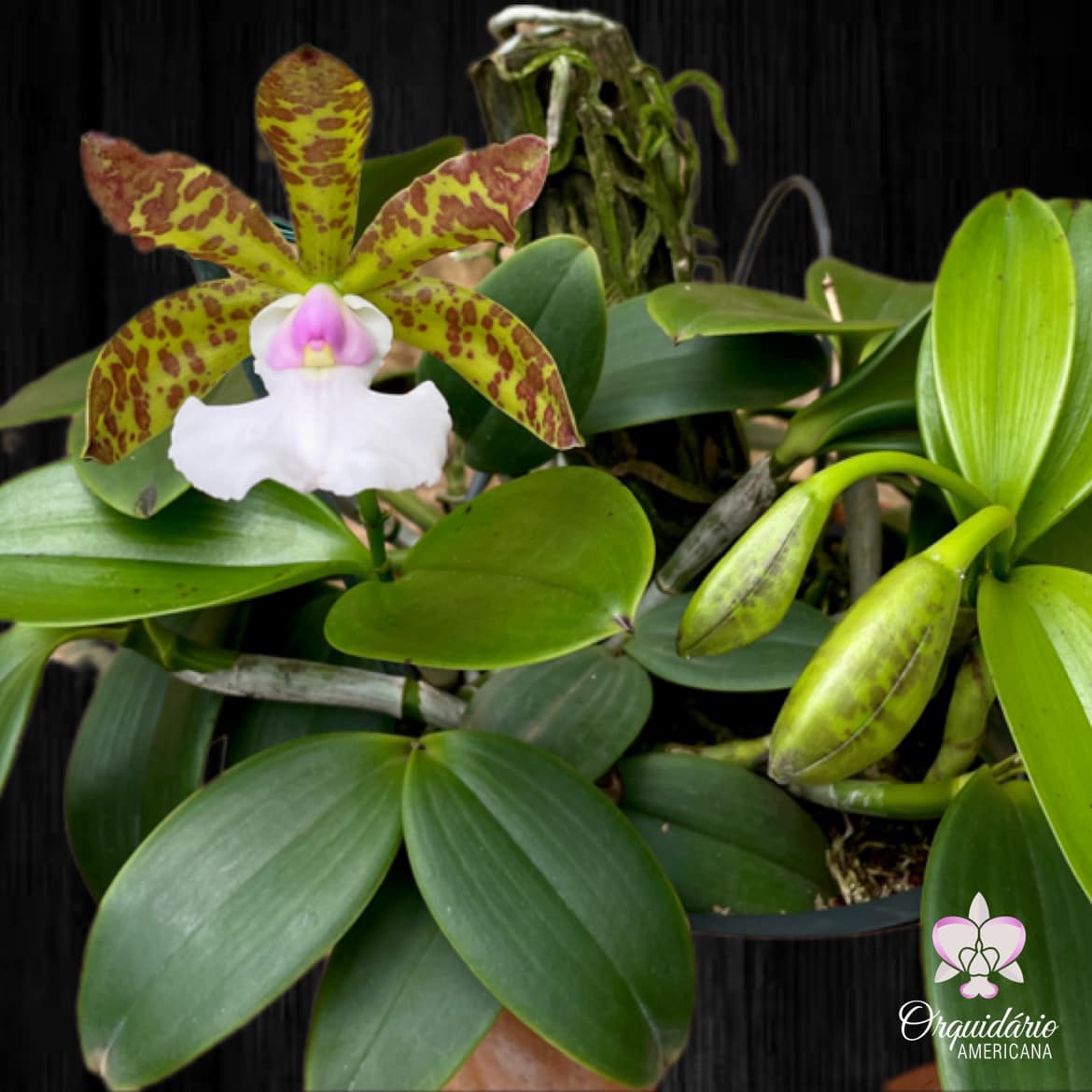 Cattleya aclandiae f albescens cocobongo hybrid