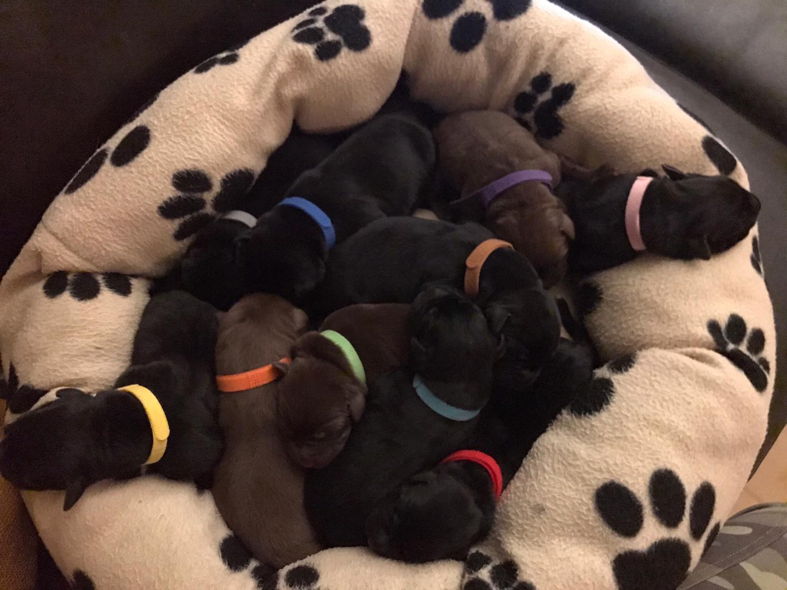 Spies Labradors