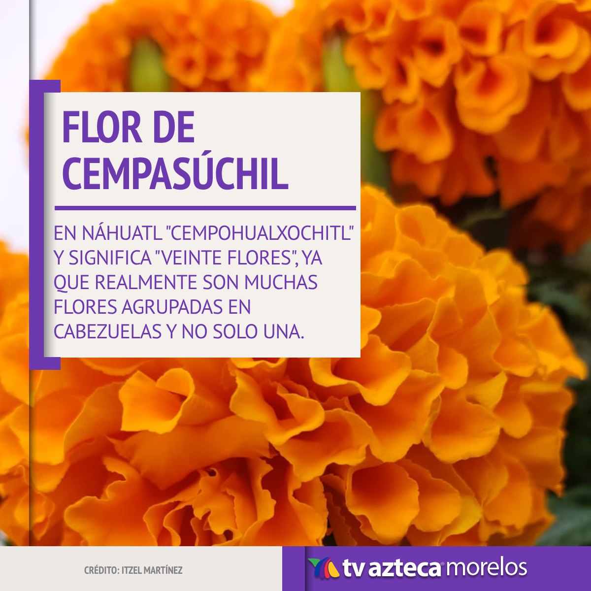 #Curiosidades l La flor de... - TV Azteca Morelos