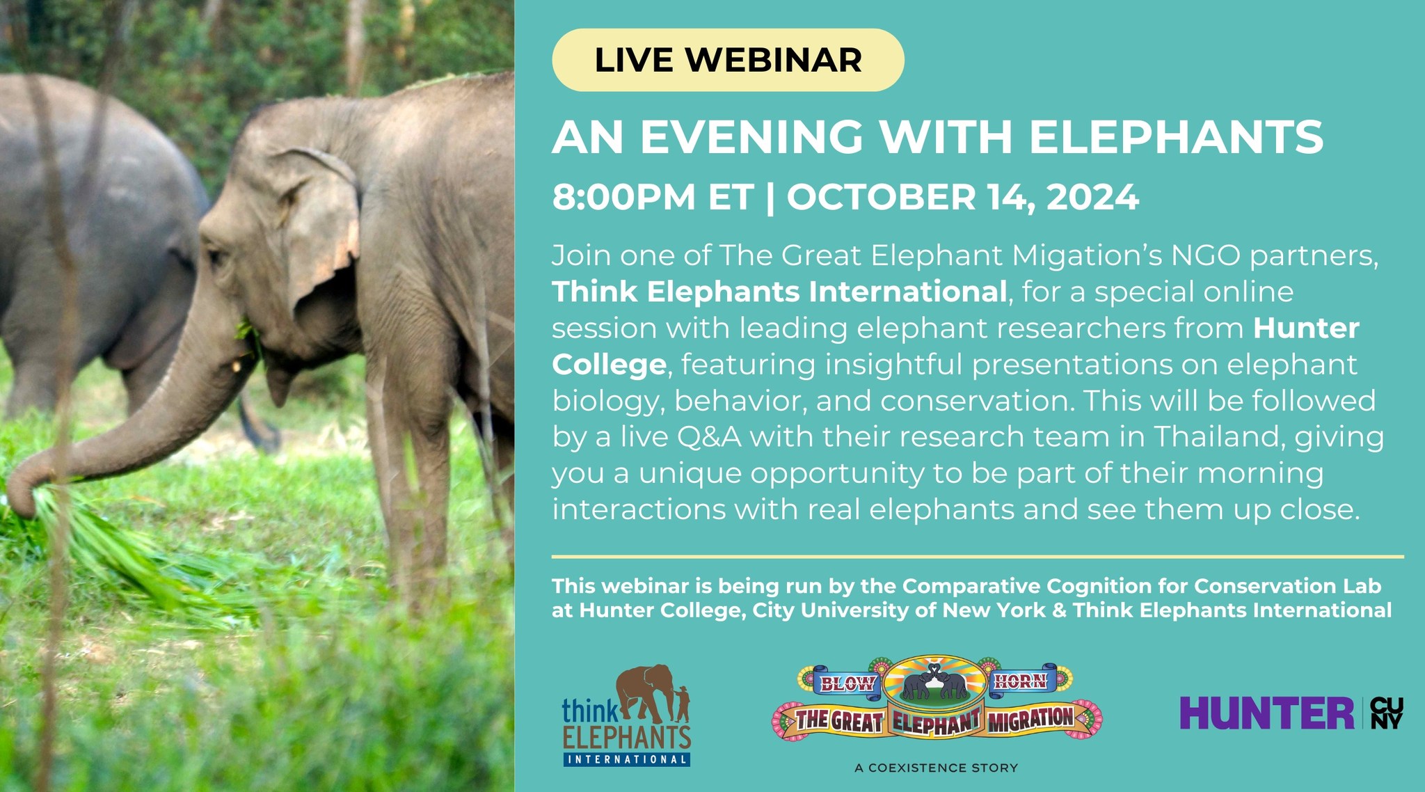 Think Elephants International | New York NY