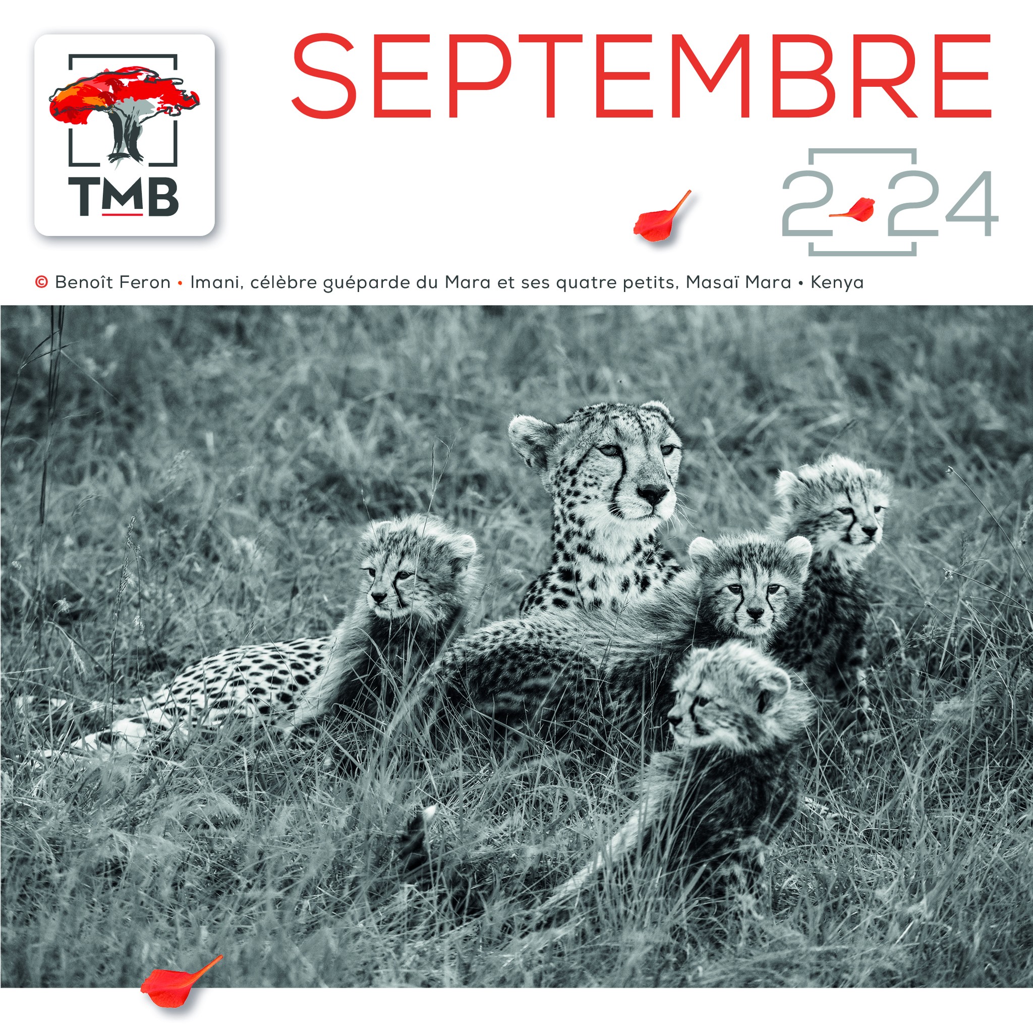La TMB vous souhaite un bon mois de... - Trust Merchant Bank | Facebook