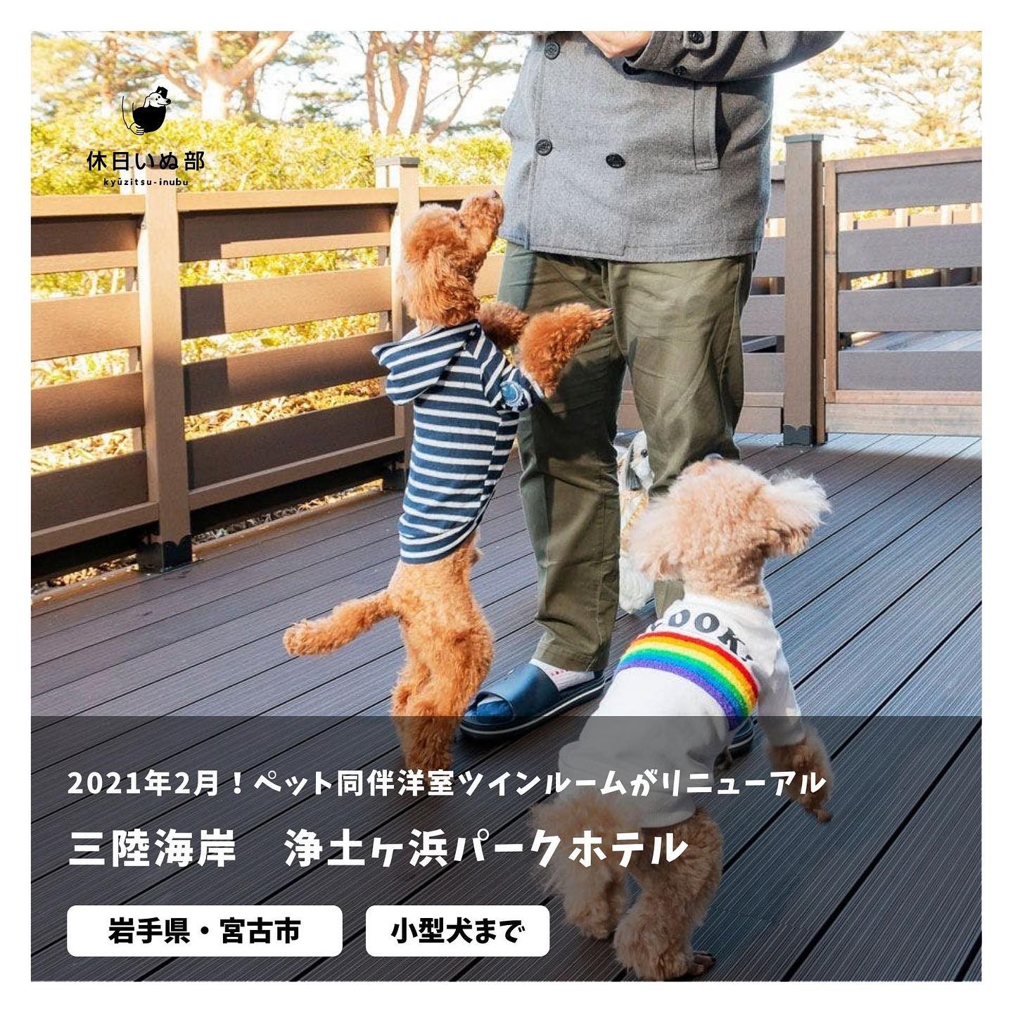 休日犬部