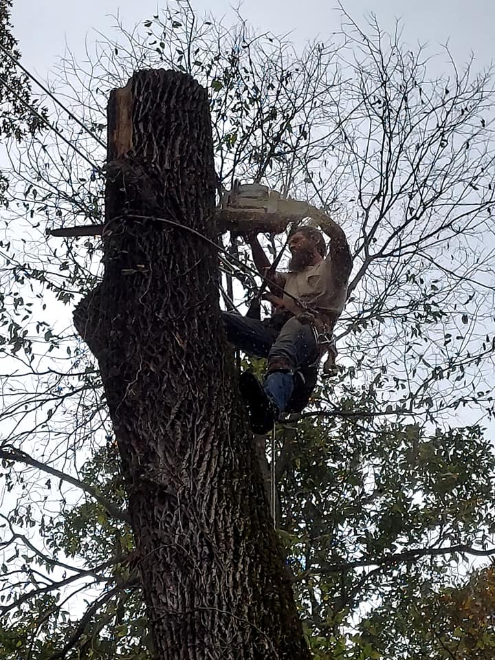 Custom Tree and Stump Removal LLC