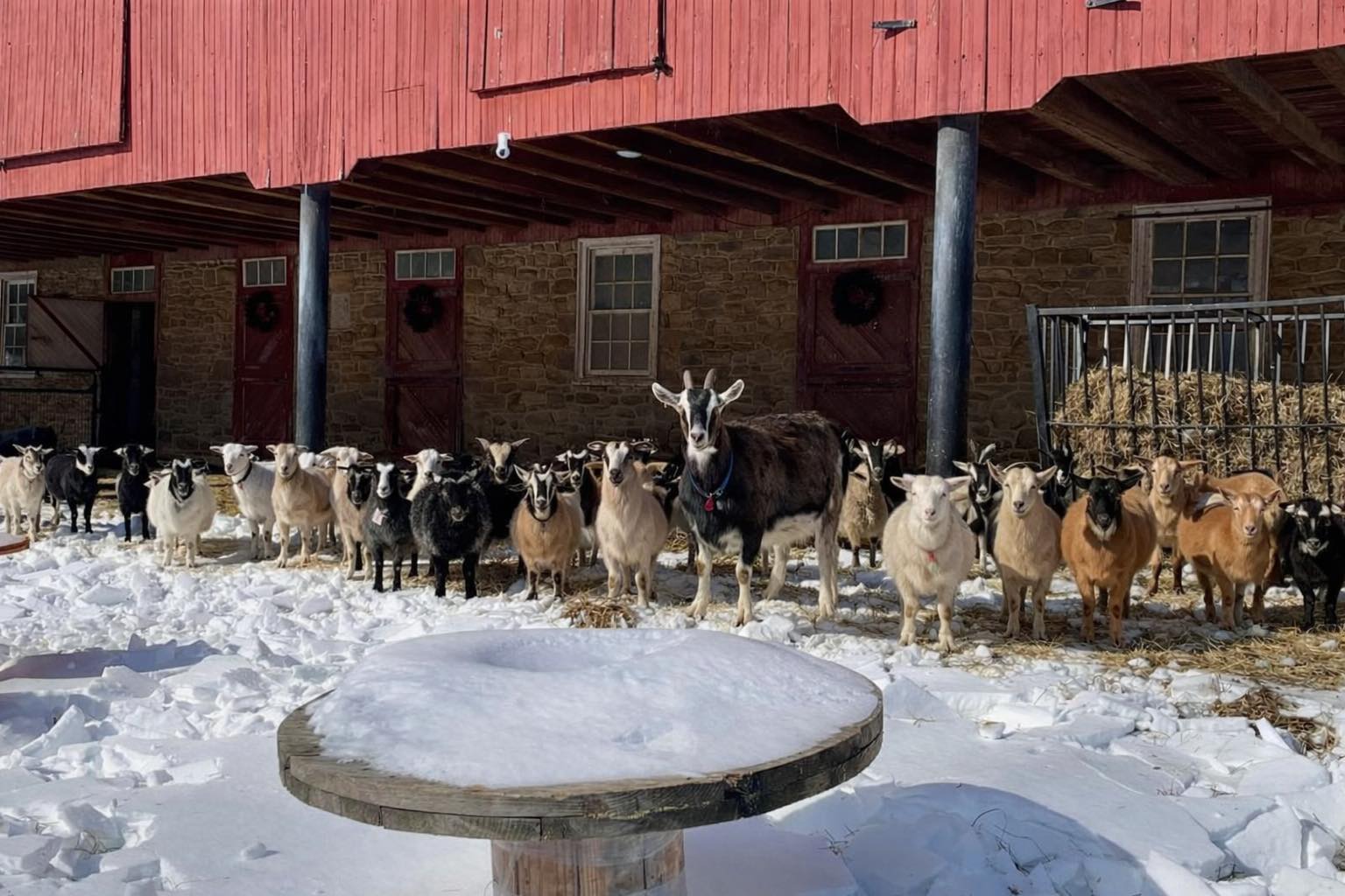 Goats approve of their new... - Clutch of Color LLC | Facebook
