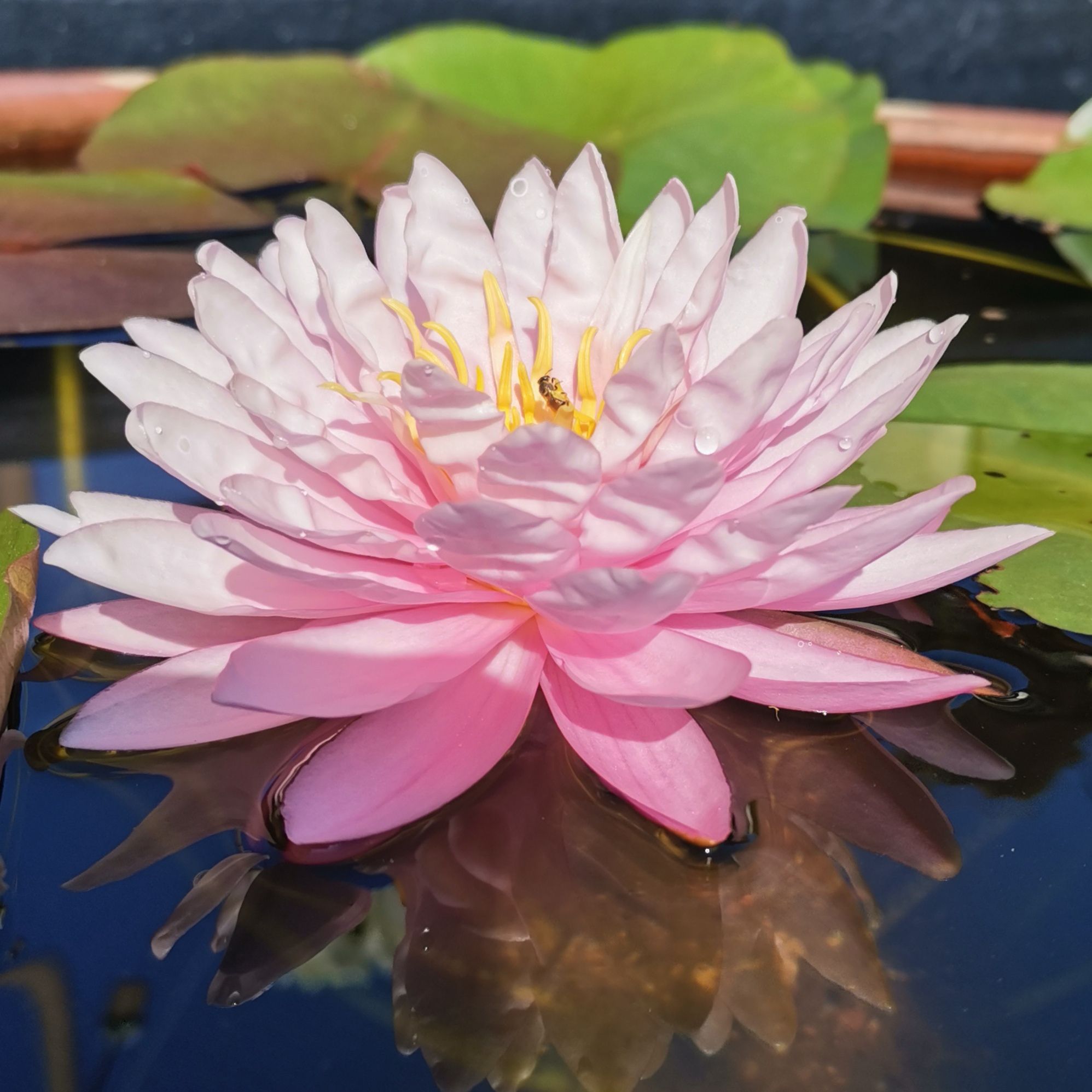 Hardy Waterlily 耐寒睡蓮Nymphaea #Strawberry Milkshake