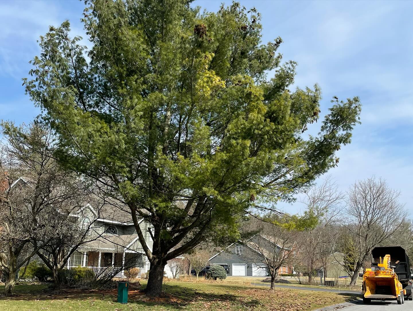 On a Limb Tree Care | Slingerlands NY