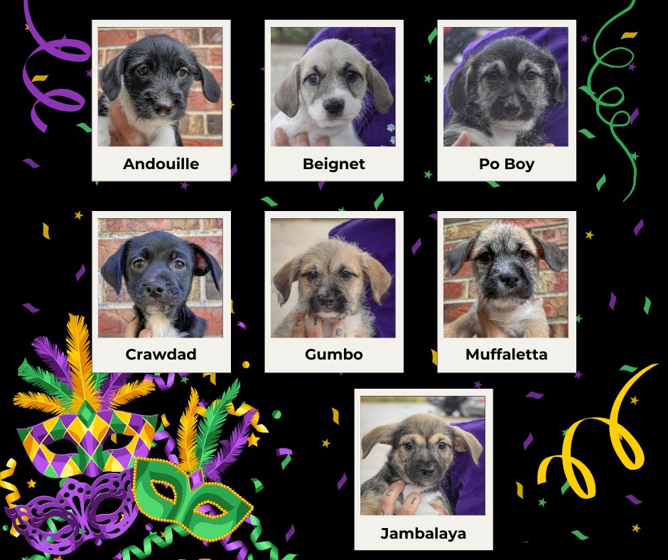 I shih tzu not, we have so many small breed dogs available for