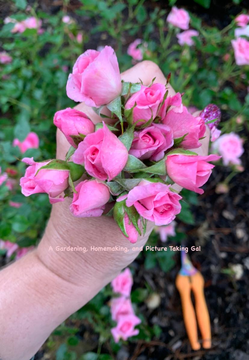 Tinkerbell! also soon ready to be harvested 🌹 #wansroses