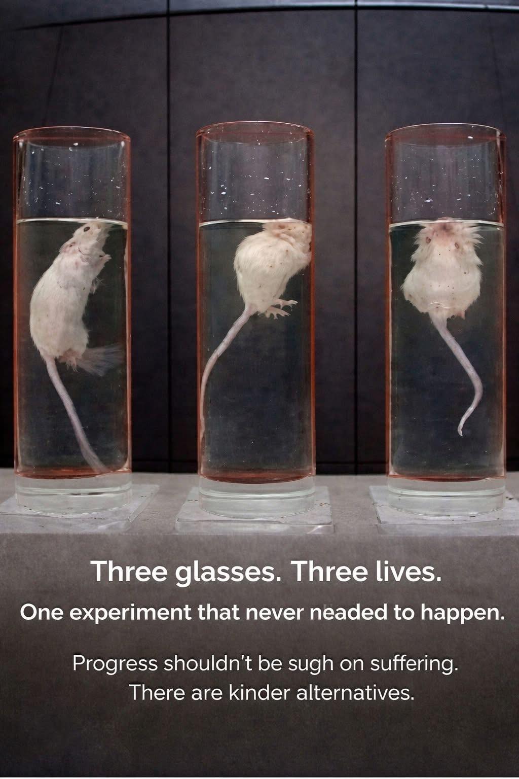Ailurophile - In the 1950s, psychologist conducted a study in which ...