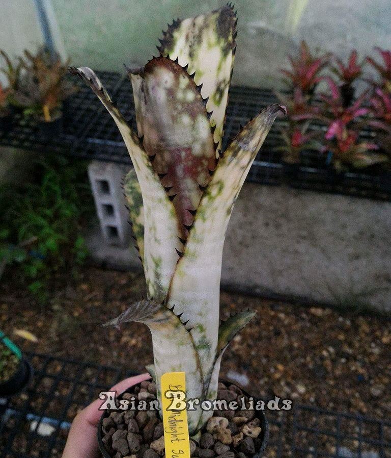 Asian - Billbergia Midnight Sun. ☆ Straight out of the camera