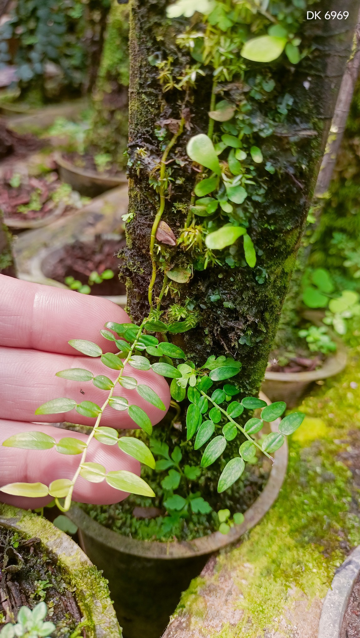 Miniature Piper from Papua New Guinea plant