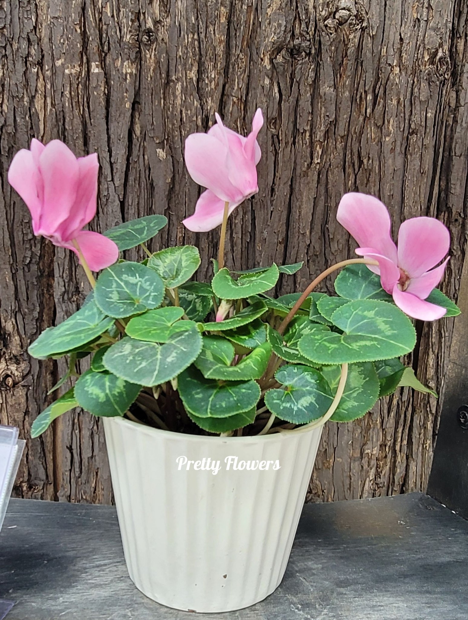 美麗花兒 - 🩷🩷🌿🩷🩷 #兔仔花 #Cyclamen #晚安 #goodevening #flowers #nature # ...