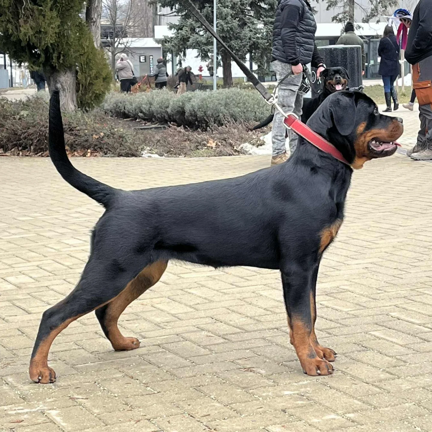 Dark Thunder Rott