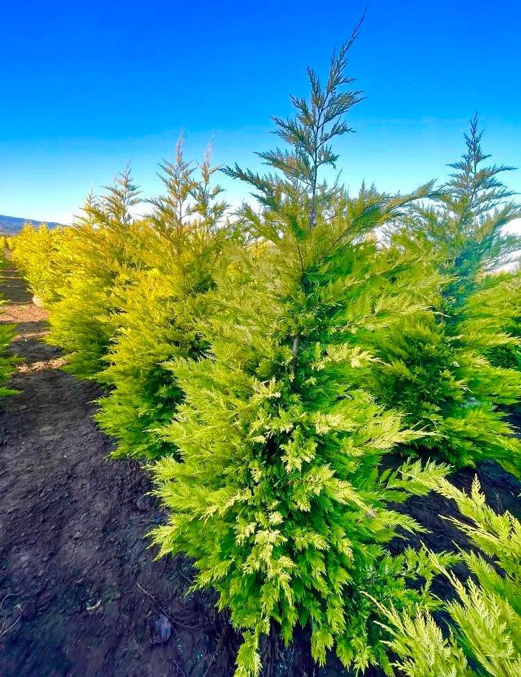 Gold Rider Cypress Tree 6 Feet Tall - Plants & Seedlings - Oregon City ...
