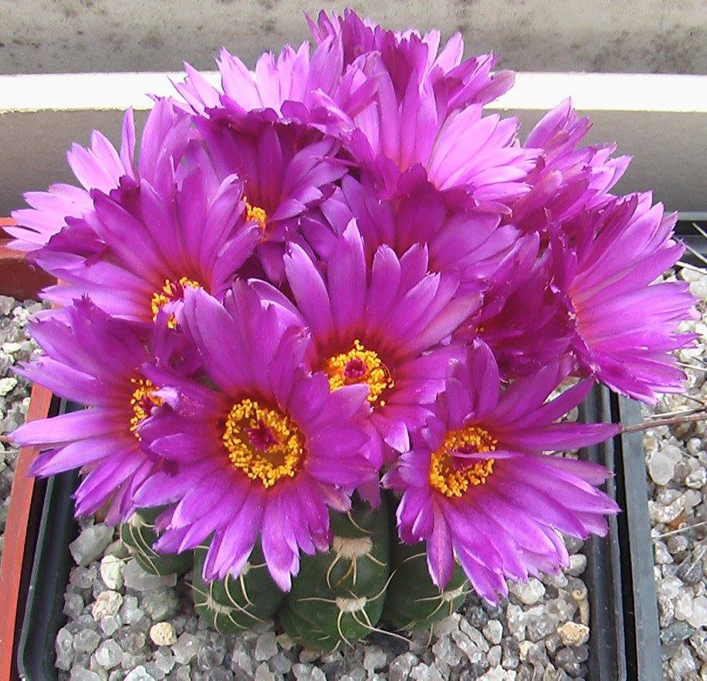 Геннадій Чапала cactusnet