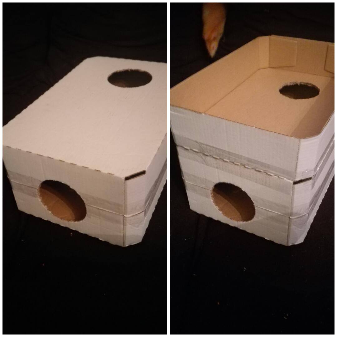DIY - alles rund um Ratten - Home